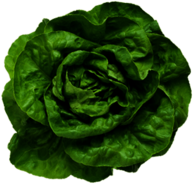 Lettuce