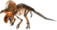Judithian Aged Ceratopsian