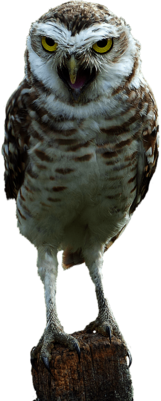 Owl on Wood