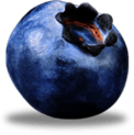 Single Blueberry