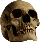 Human Skull Looking Up