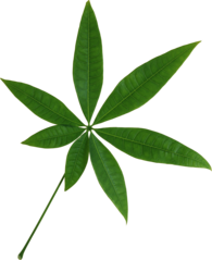 Isolated Star Green Leaf