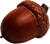 Sideview Acorn