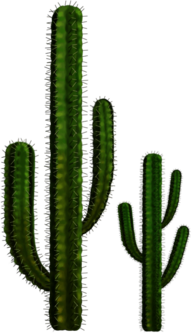 Two Cactuses