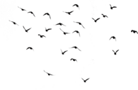 Bird Silhouette Group