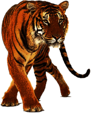 Beautiful Tiger Front