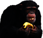 Chimpanzee Eating Banana