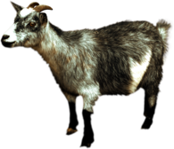 Goat Sideview
