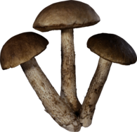 Three Mushrooms