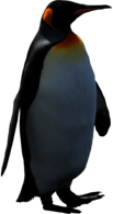 Adult Penguin