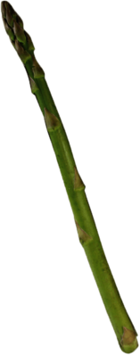 Single Asparagus