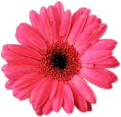 Pink Gerbera