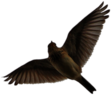 Flying Skylark