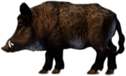 Wild Boar Miniature