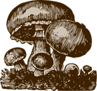 Vintage Illustration of Mushrooms