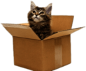 Cat In Cardboard Box