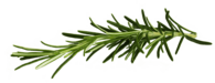 Rosemary