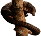 Pangolin Wrapped Around A Tree