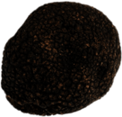 Black Truffle