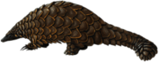 Pangolin Illustration