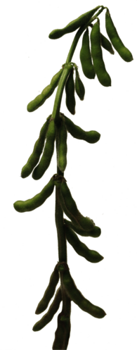 Soybean Stalk