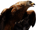 Golden Eagle