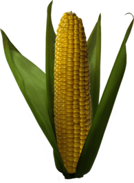 Open Corn