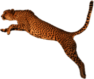 Cheetah Jump