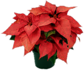 Pot Of Pink Poinsettias