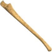 Ulna Bone