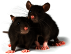 Two Rats