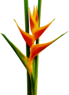 Yellow and Orange Heliconia