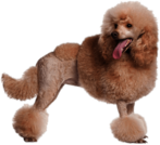 Apricot Poodle