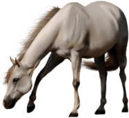 Beautiful White Horse