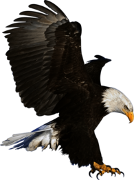 Eagle Claws