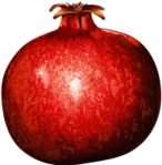 Pomegranate
