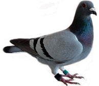 Pigeon Looking