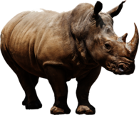 Huge Rhino