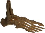 Bones Of the Foot
