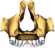 Maxilla Posterior