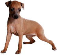 Light Brown Greyhound Puppy