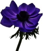 Single Anemone