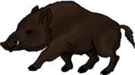 Boar Drawing