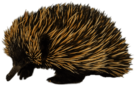 Short-beaked Echidna