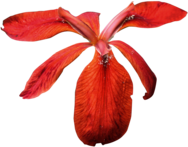 Red Iris