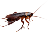 Cockroach Brown