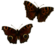 Brown Butterflies