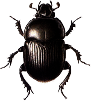 Beetle Black Large