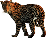 Leopard Walking Back