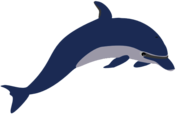 Dolphin Illustration